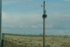Bird nest